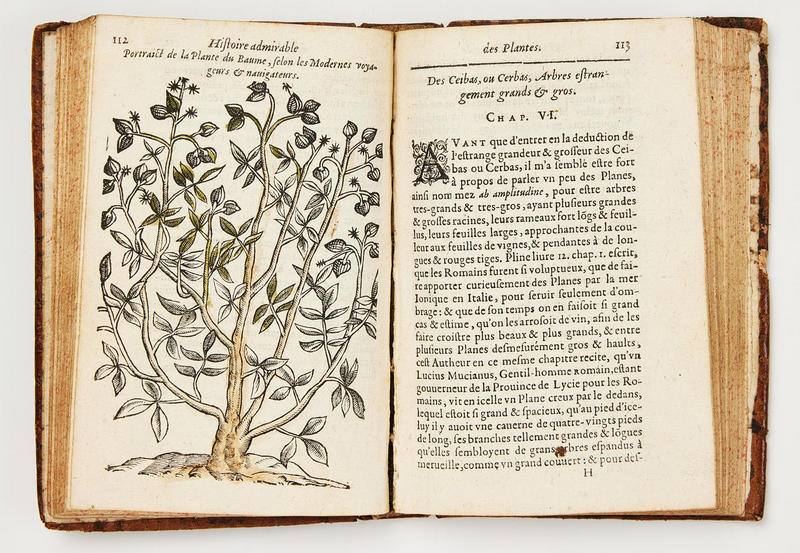 Claude Duret French botanist,  chapter in his book Histoire Admirable des Plantes
